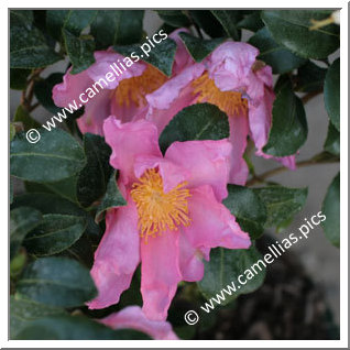 Camellia Sasanqua 'Sasanqua Rubra'