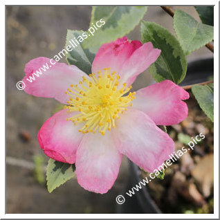 Camellia Sasanqua 'Sasanqua Variegata'