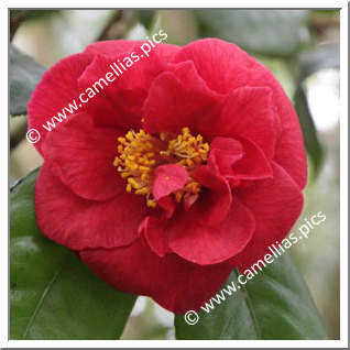Camellia Hybrid C.reticulata  'Satan's Robe'