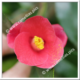 Camellia Japonica 'Satsuki-hime'