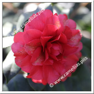 Camellia Japonica 'Satsuma-kurenai'