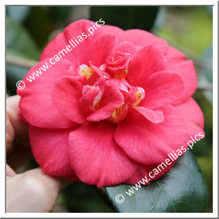 Camellia Japonica 'Saturnia'