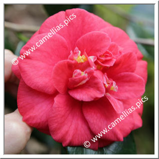 Camellia Japonica 'Saturnia'