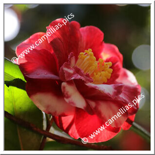 Camellia Japonica 'Saudade de Martins Branco'