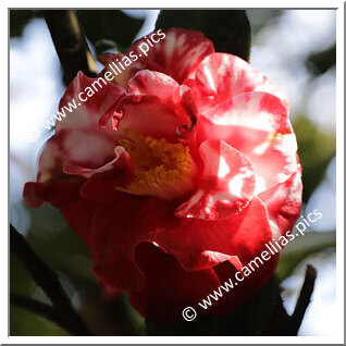 Camellia Japonica 'Saudade de Martins Branco'