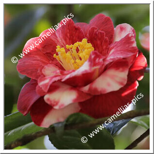 Camellia Japonica 'Saudade de Martins Branco'