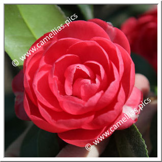 Camellia Japonica 'Savoldi Lineata'