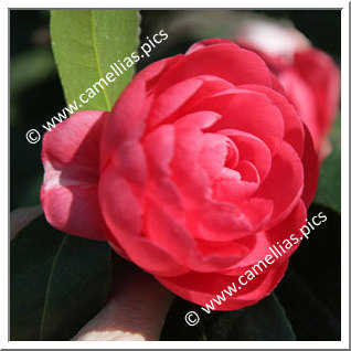 Camellia Japonica 'Savoldi Lineata'