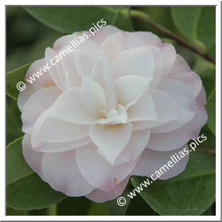 Camellia Japonica 'Sawada's Dream'
