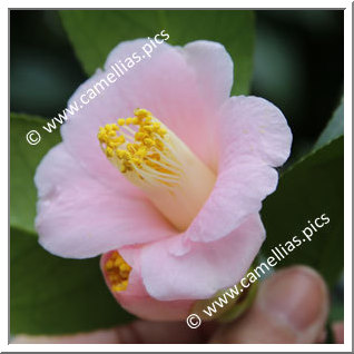 Camellia Japonica 'Sayo-no-tsuki'