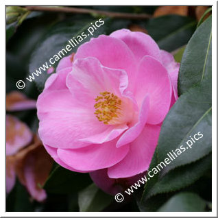 Camellia Hybride C.x williamsii 'Sayonara'