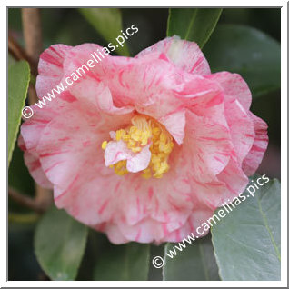 Camellia Japonica 'Sazanami'