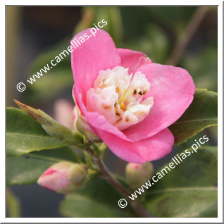 Camellia Hybrid 'Scented Gem'