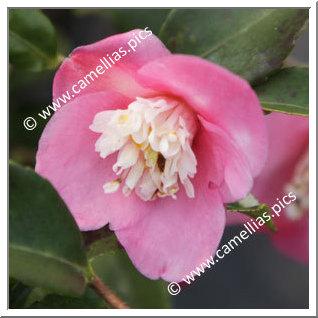 Camellia Hybrid 'Scented Gem'