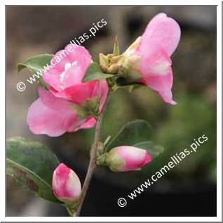 Camellia Hybrid 'Scented Gem'