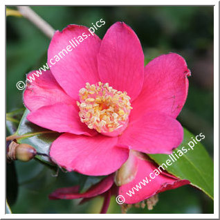 Camellia Japonica 'Scented Red'