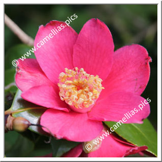 Camellia Japonica 'Scented Red'