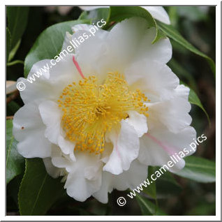 Camellia Hybrid 'Scented Sun'