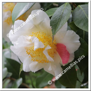 Camellia Hybrid 'Scented Sun'