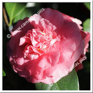 Camellia Japonica 'Scentsation'