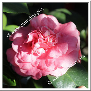 Camellia Japonica 'Scentsation'