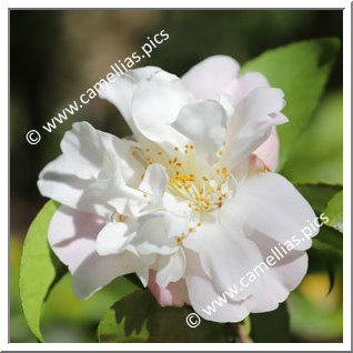 Camellia Hybrid 'Scentuous'