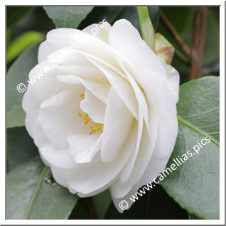 Camellia Japonica 'Fischer's Schnee Traverso'