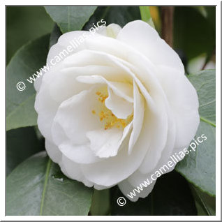 Camellia Japonica 'Fischer's Schnee Traverso'