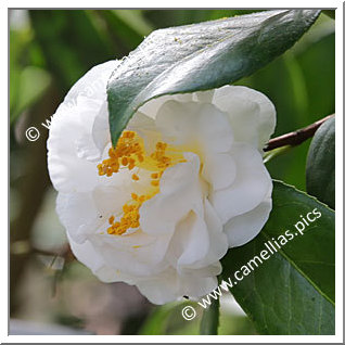 Camellia Japonica 'Wingster Schneewolke '