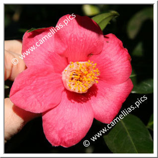 Camellia Japonica 'Scorrier'