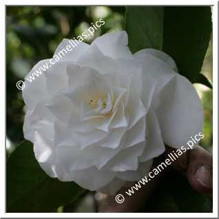 Camellia Japonica 'Sea Foam'