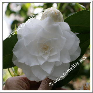 Camellia Japonica 'Sea Foam'