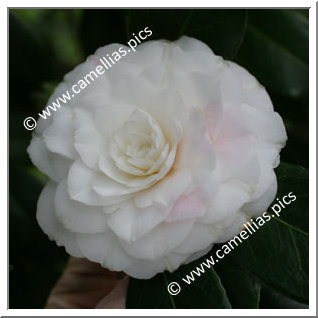 Camellia Japonica 'Sea Shell'