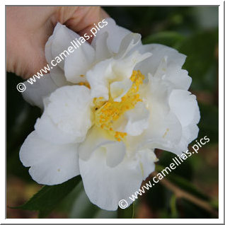 Camellia Japonica 'Seagull'