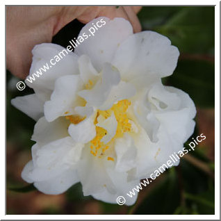 Camellia Japonica 'Seagull'