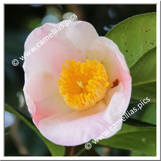 Camellia Wabisuke 'Seiôbo'