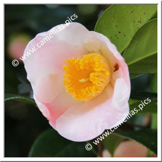 Camellia Wabisuke 'Seiôbo'