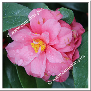 Camellia Japonica 'Seki-no-yume'