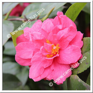 Camellia Japonica 'Seki-no-yume'