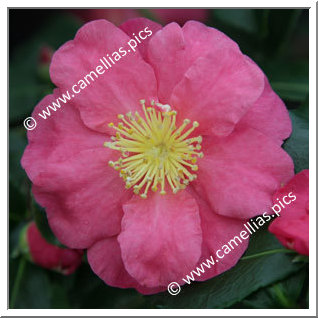 Camellia Sasanqua 'Sekiyô'