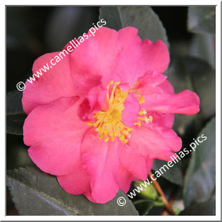 Camellia Sasanqua 'Sekiyô'