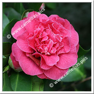 Camellia Japonica 'Senator Duncan U. Fletcher'