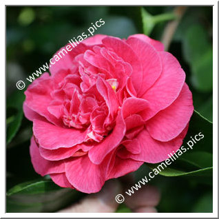 Camellia Japonica 'Senator Duncan U. Fletcher'