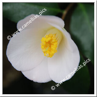 Camellia Japonica 'Senbazuru (Chûbu)'