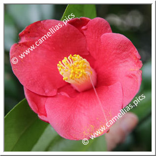 Camellia Japonica 'Sennin'