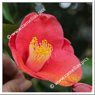 Camellia Japonica 'Sennin'