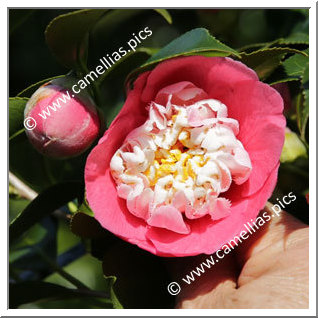Camellia Japonica 'Sennin-bokuhan'
