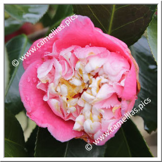 Camellia Japonica 'Sennin-bokuhan'