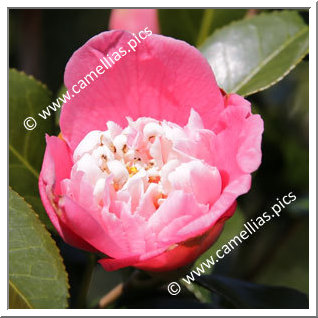 Camellia Japonica 'Sennin-bokuhan'