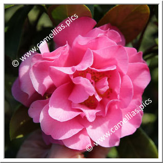 Camellia Hybrid C.x williamsii 'Senorita'